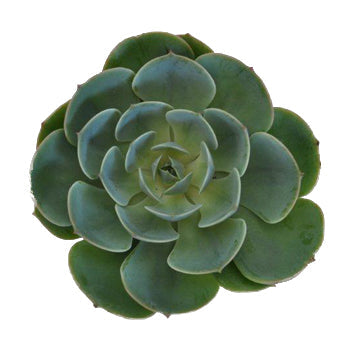 Succulent Flower Green