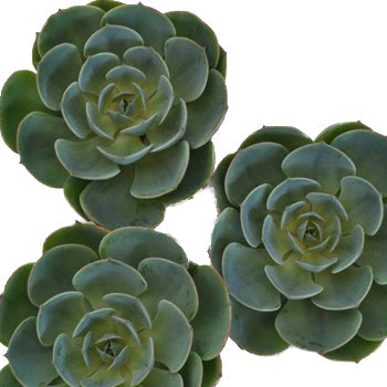Succulent Flower Green