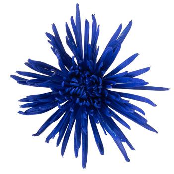 Night Time Blue Airbrushed Spider Mum