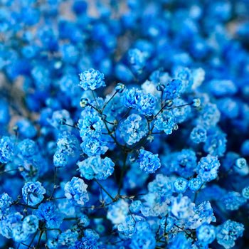 Blue Baby's Breath Flower