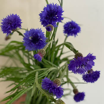 Fresh cut Blue Cornflowers bunch