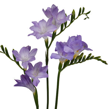 Lavender Freesia Flower