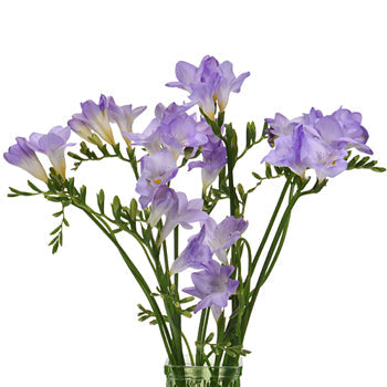 Lavender Freesia Flower