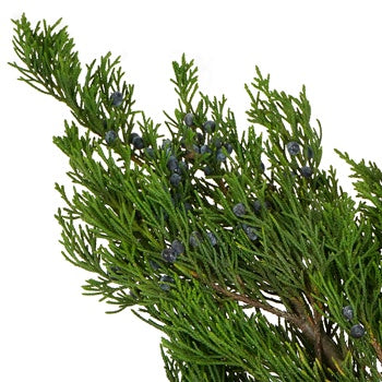 Blueberry Cedar Greenery