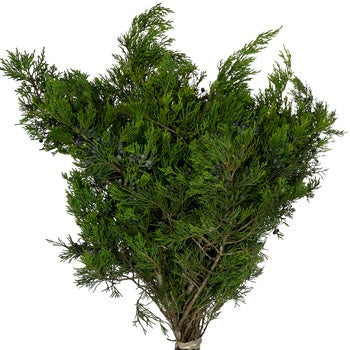 Blueberry Cedar Greenery