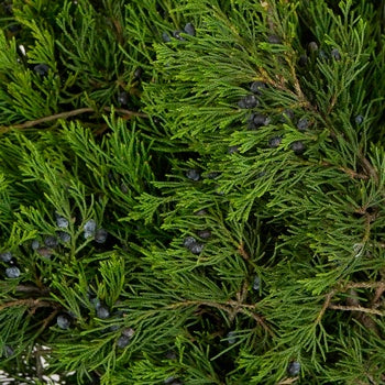 Blueberry Cedar Greenery