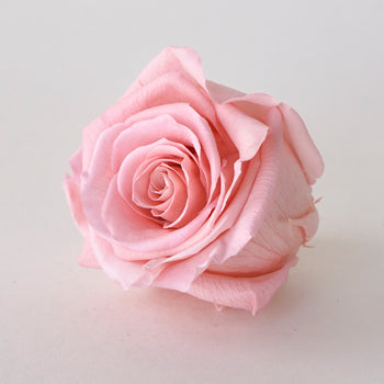 Preserved Blush Rose