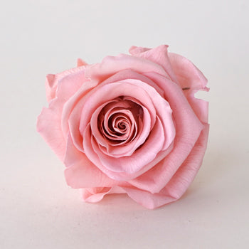 Preserved Blush Rose