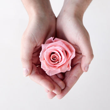 Preserved Blush Rose