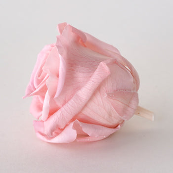 Preserved Blush Rose