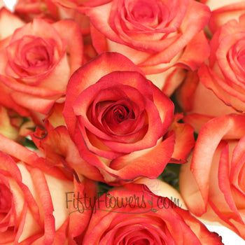 Red Blush Rose