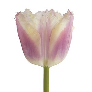 Blush Novelty Tulip Flower