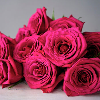 Valentines Hot Pink Rose Special