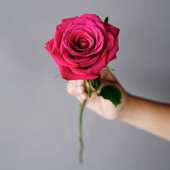 Roseberry Pink Rose
