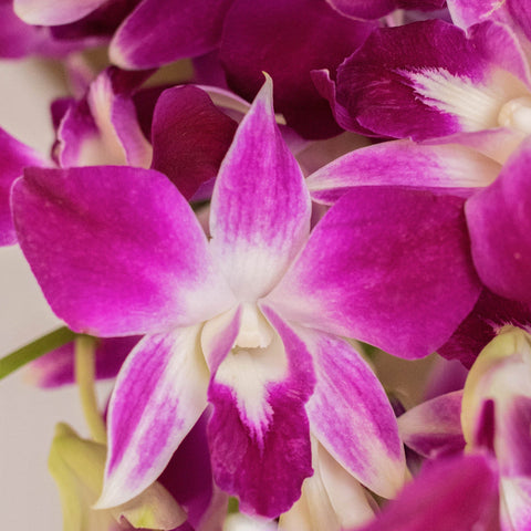 Bombay Dendrobium orchid Wholesale Bloom