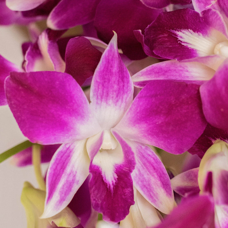 Bombay Dendrobium orchid Wholesale Bloom
