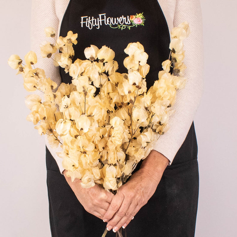 Bougainvillea Bleached Wholesale Flower in Hand