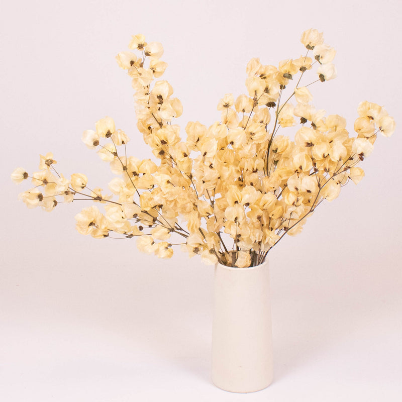 Bougainvillea Bleached Wholesale Flower in a Vase