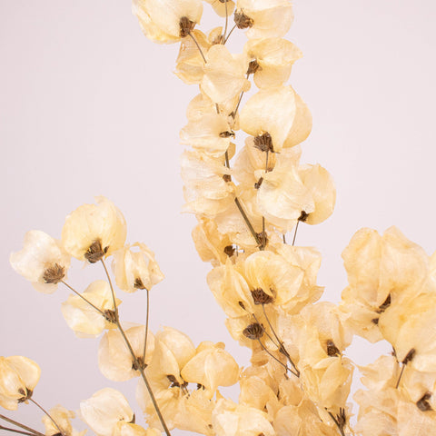 Bougainvillea Bleached wholesale flowers close up