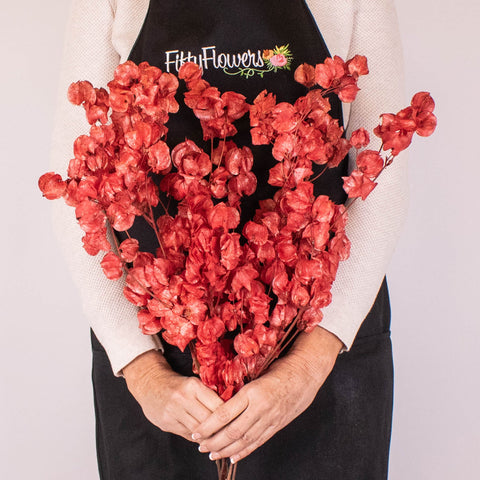 Bougainvillea Red Wholesale flowers