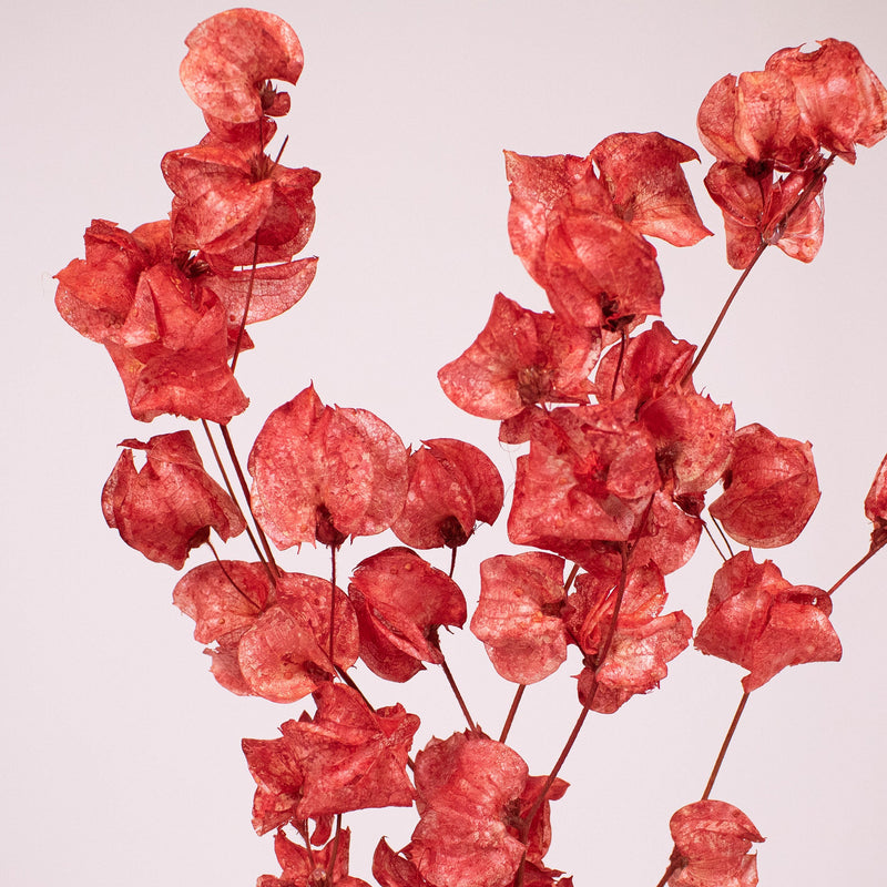 Bougainvillea Red wholesale flower close up