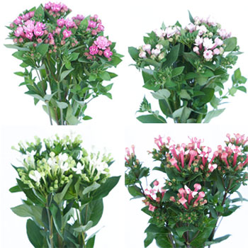 Bouvardia Farm Mix Flower