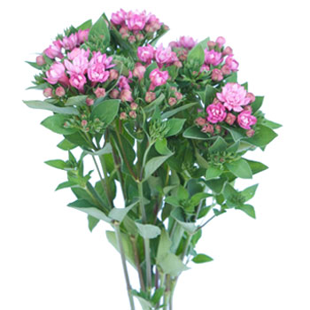 Hot Pink Bouvardia Flower