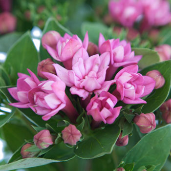 Hot Pink Bouvardia Flower