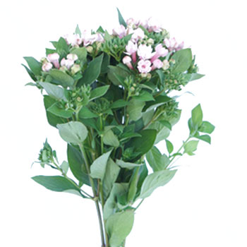 Bouvardia Light Pink Flower