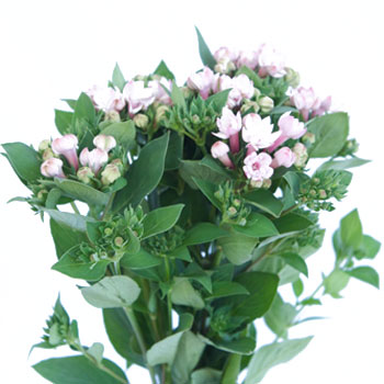Bouvardia Light Pink Flower
