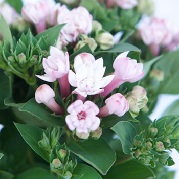 Bouvardia Light Pink Flower