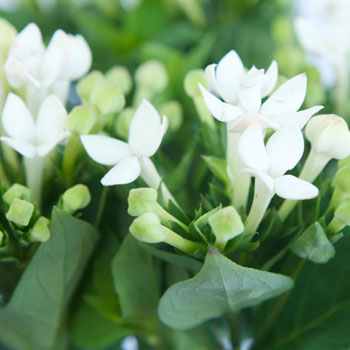 Bouvardia White Flower