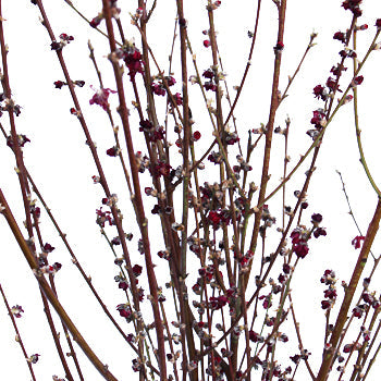Blooming Red Peach Blossom Branches
