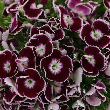 Bicolor Magenta and White Breanthus