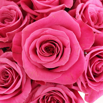 Breezer Down the Aisle Rose