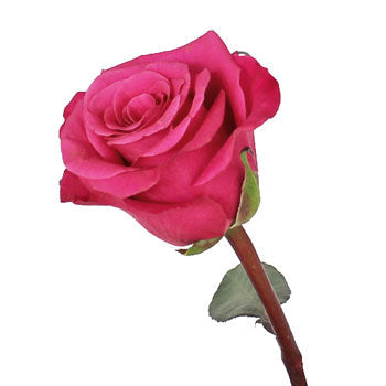 Breezer Down the Aisle Rose