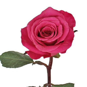 Breezer Down the Aisle Rose