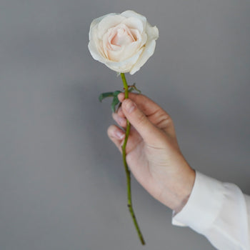 Fresh Cut Rose Blushing Bride