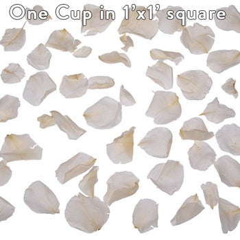 Ivory Dried Rose Petals for Weddings