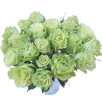Green Rose Supergreen