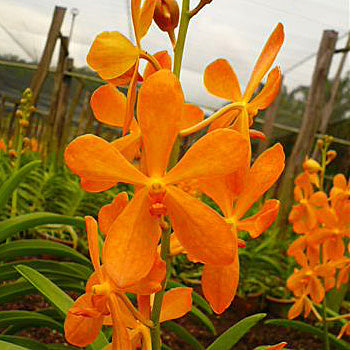 Bright Orange Fresh Mokara Orchids