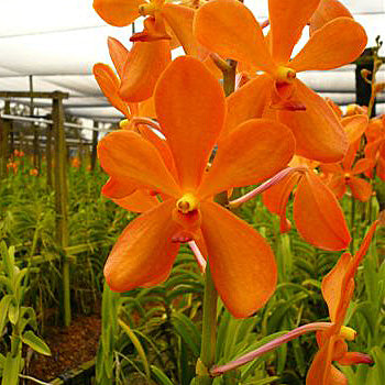 Bright Orange Fresh Mokara Orchids