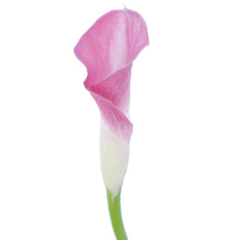 Pink Calla Lily Flower