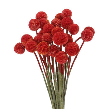 Craspedia Billy Balls Red Flower