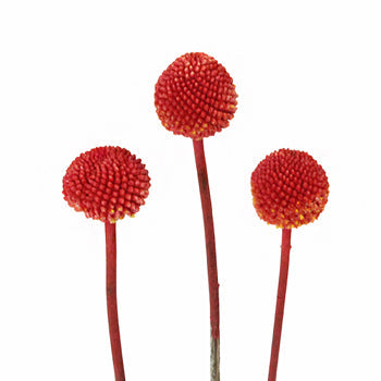 Craspedia Billy Balls Red Flower
