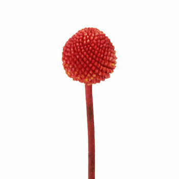 Craspedia Billy Balls Red Flower