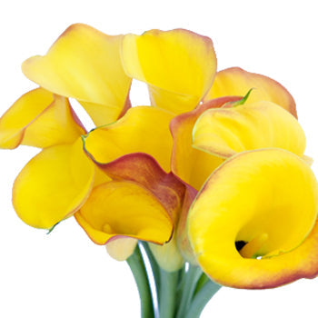 Pot of Gold Yellow Mini Calla Lily