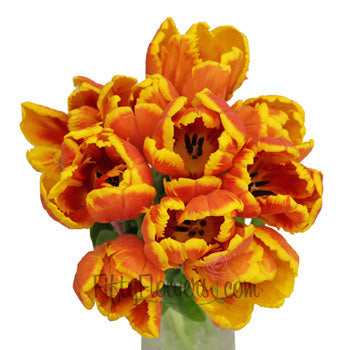 Deep Orange and Yellow Parrot Tulip