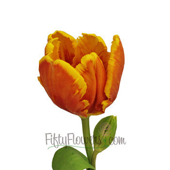 Deep Orange and Yellow Parrot Tulip
