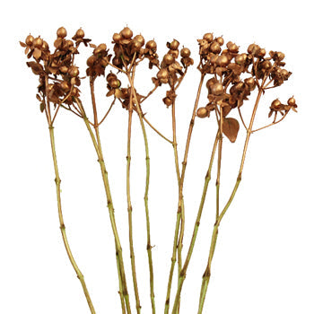 Bronze Designer Hypericum Berries Enhanced